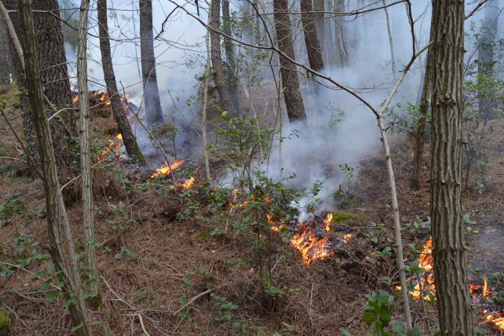 Napoli . Prevenzione e lotta agli incendi boschivi, si è discusso al PAN
