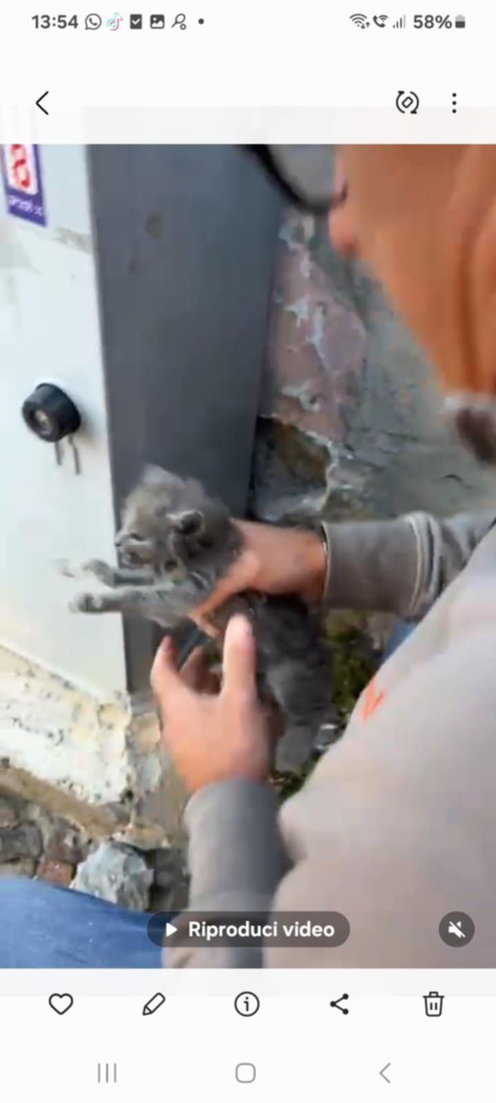 Cercola. Salvato il gattino intrappolato da due giorni dietro il cassonetto dell’Enel. Un gruppo di cittadini ‘armati’ di martello e scalpello lo hanno liberato – Ecco il VIDEO –