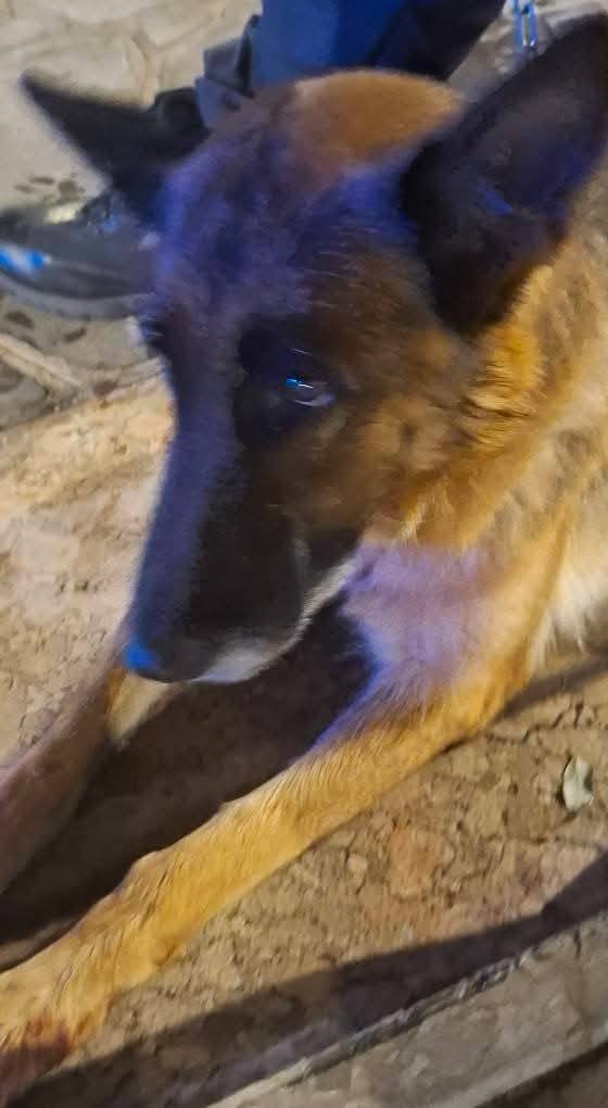 San Sebastiano al Vesuvio. ‘Bella’,  pastore tedesco trascinato con uno scooter, sarà presto dimessa e ospitata al ‘Campo di Billy’ per ricevere il saluto dei cittadini – VIDEO –