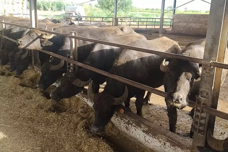 Campania. Brucellosi bufalina: in Campania risultati in forte miglioramento